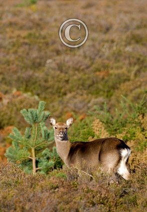 Sika  Deer Hind DM0706